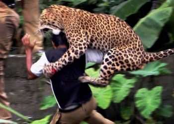 Leopards kill 11 kids in four years in Tanahun, Nepal