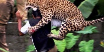 Leopards kill 11 kids in four years in Tanahun, Nepal