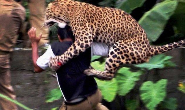 Leopards kill 11 kids in four years in Tanahun, Nepal