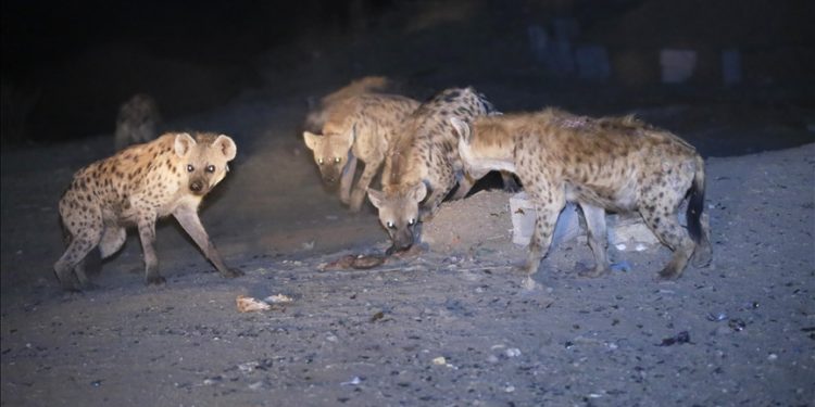 Ethiopian hyena tamer hopes to grow spectacle into circus