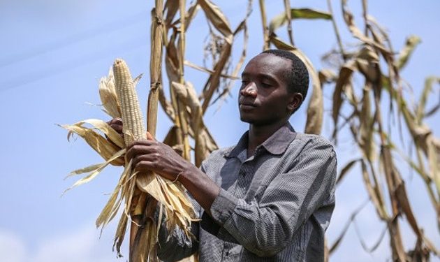 How COVID controls hit farmers in 7 low-income countries, most in Africa