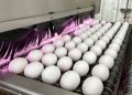 Bird Flu, Weather, Inflation Keep Egg Prices Near Historic Highs