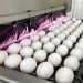Bird Flu, Weather, Inflation Keep Egg Prices Near Historic Highs
