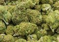 Over three tons of cannabis destroyed in Edo forest: NDLEA
