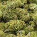 Over three tons of cannabis destroyed in Edo forest: NDLEA