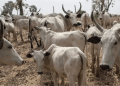 10,000 Zamfara orphans to eat 66 cows during Ramadan, Eid-el-Fitr: Ex-Governor Yari