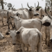 10,000 Zamfara orphans to eat 66 cows during Ramadan, Eid-el-Fitr: Ex-Governor Yari