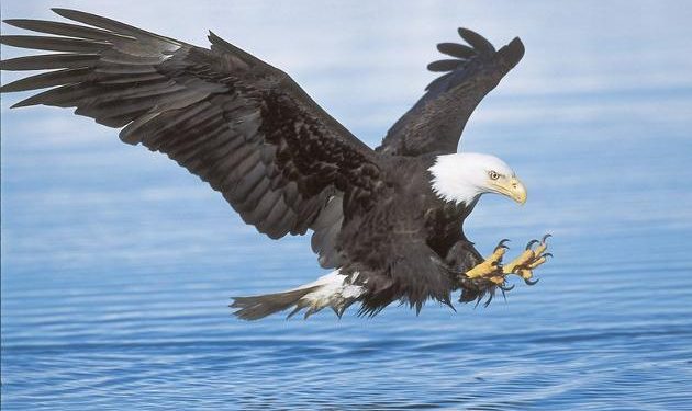 US man pleads guilty to killing bald, golden eagles in Montana