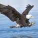 US man pleads guilty to killing bald, golden eagles in Montana