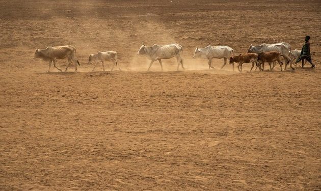Ethiopia to plant 6.5 billion seedlings to curb desertification