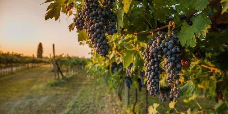 Weak wine demand forces Australians to destroy millions of grape vines