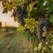 Weak wine demand forces Australians to destroy millions of grape vines
