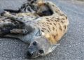 Lions struggle for survival amid surging hyena population at South Africa’s Kruger National Park