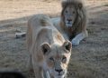 Nigeria transit hub for illegal wildlife, forest products — UNODC