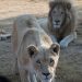 Nigeria transit hub for illegal wildlife, forest products — UNODC