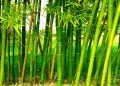 Uganda seeing growing interest in potential of bamboo crops