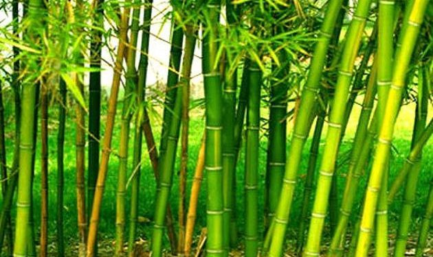 Uganda seeing growing interest in potential of bamboo crops