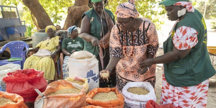West African Project Helps Women Farmers Claim Their Rights, Land