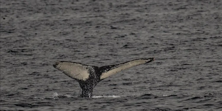 New Zealand’s indigenous king seeks personhood status for whales