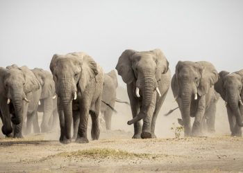 Botswana threatens to deport 20,000 elephants to Germany
