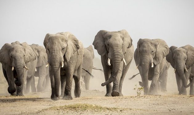 Botswana threatens to deport 20,000 elephants to Germany