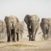 Botswana threatens to deport 20,000 elephants to Germany