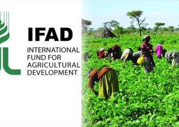 IFAD emphasises importance of post-harvest solutions for poverty reduction