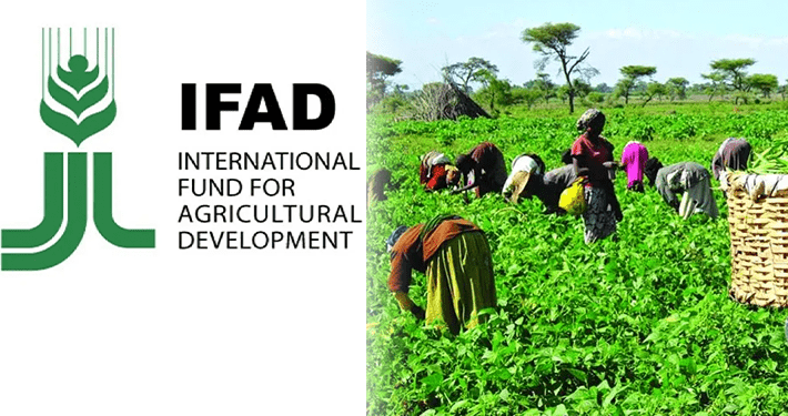 IFAD emphasises importance of post-harvest solutions for poverty reduction