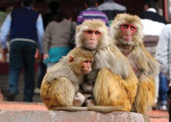 Thailand to address human-monkey conflict in tourist town of Lopburi