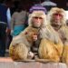Thailand to address human-monkey conflict in tourist town of Lopburi