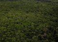 Japanese, Brazilian leaders agree to protect Amazon rainforest