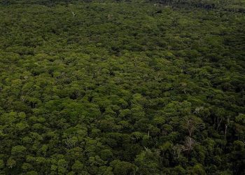 Japanese, Brazilian leaders agree to protect Amazon rainforest