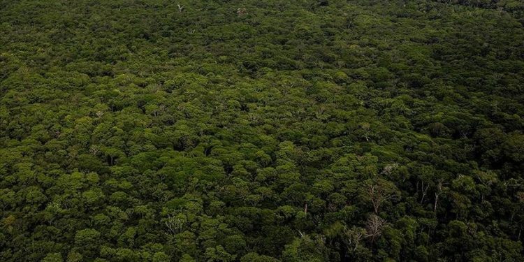 Japanese, Brazilian leaders agree to protect Amazon rainforest