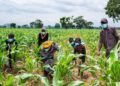 Experts call for boost in organic agriculture to unlock West Africa’s potential