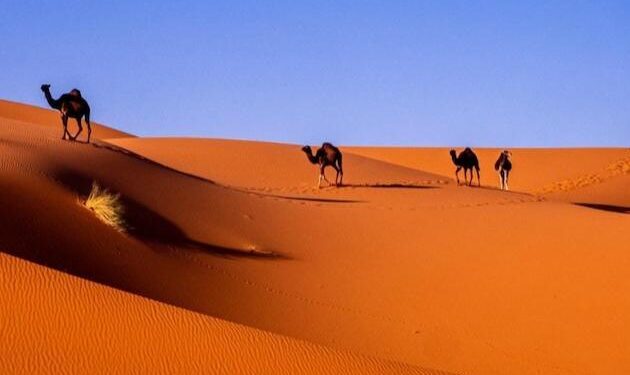 Media conference puts spotlight back on Western Saharan struggles