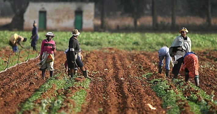 Nigeria has 40.2 million agricultural households: NBS