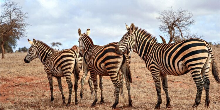 Endangered stripes: The decline of rare Grevy’s zebras in Kenya