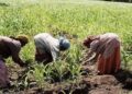 Bauchi female farmers call for increased agricultural budget to boost productivity