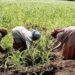 Bauchi female farmers call for increased agricultural budget to boost productivity