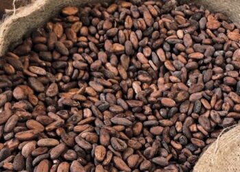 FG targets 500,000 metric tonnes of cocoa production by 2025