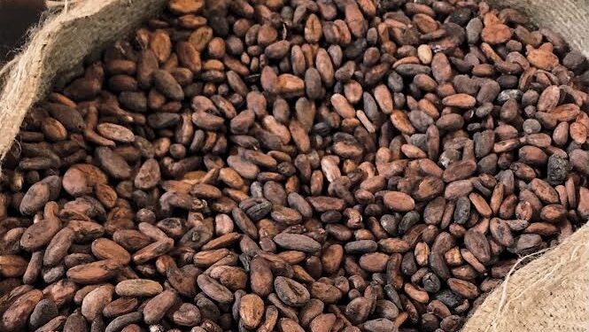 FG targets 500,000 metric tonnes of cocoa production by 2025