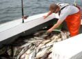 After more than 30 years, Canada ends cod moratorium in Newfoundland