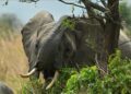 Battle to save Tanzania’s super tusker elephants