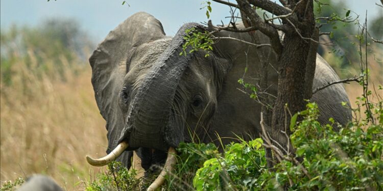 Battle to save Tanzania’s super tusker elephants