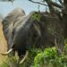 Battle to save Tanzania’s super tusker elephants