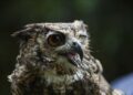 Tanzania battling to save endangered bird species