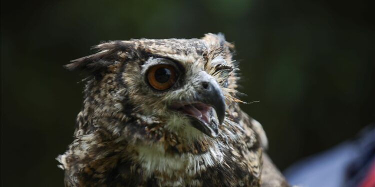 Tanzania battling to save endangered bird species