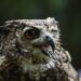 Tanzania battling to save endangered bird species