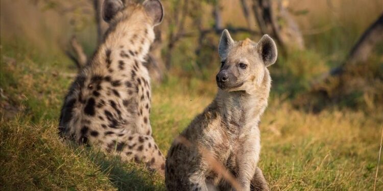 Hyena captured after 2-day chase, panic in Nigeria