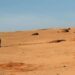 14 people die in Algerian desert near Libyan border
